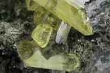 Glassy Yellow Anglesite Crystals on Galena - Morocco #251479-2